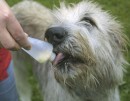 BasicNature Squeeze Tuben für Hunde, 2 Stück à 200 ml